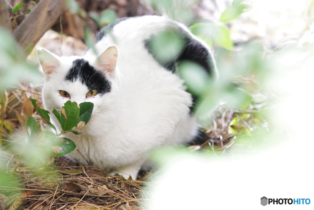 大井町ふ頭中央海浜公園　野良猫撮り (2)