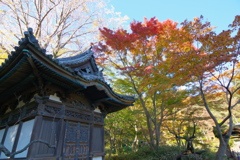 微妙に紅葉した三渓園