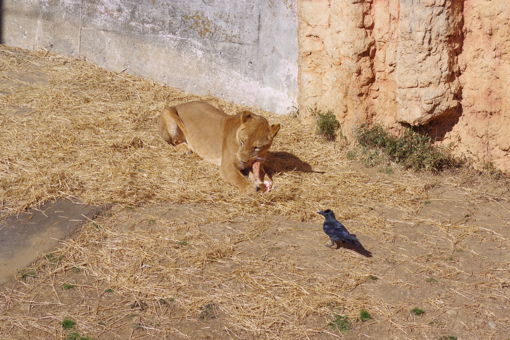 多摩動物公園 ライオンとカラス　物凄い勇気です(笑)