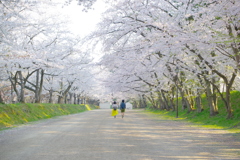 弘前さくら祭り 桜並木を歩く二人