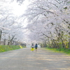 弘前さくら祭り 桜並木を歩く二人