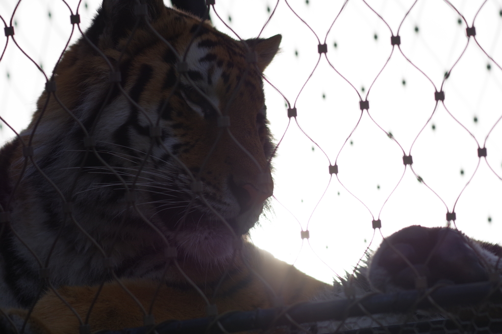 暖冬のいしかわ動物園 朝