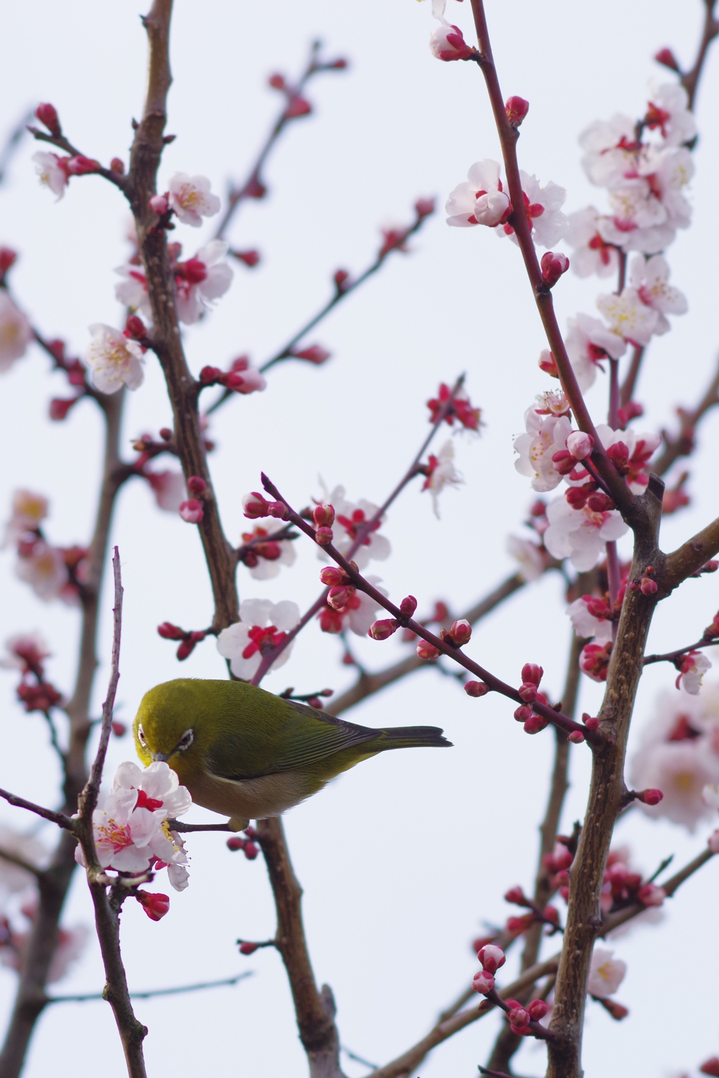 兼六園 梅林 (48)