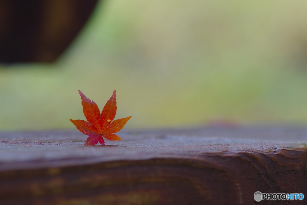 生田緑地 紅葉 200mm (9)