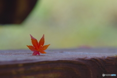 生田緑地 紅葉 200mm (9)