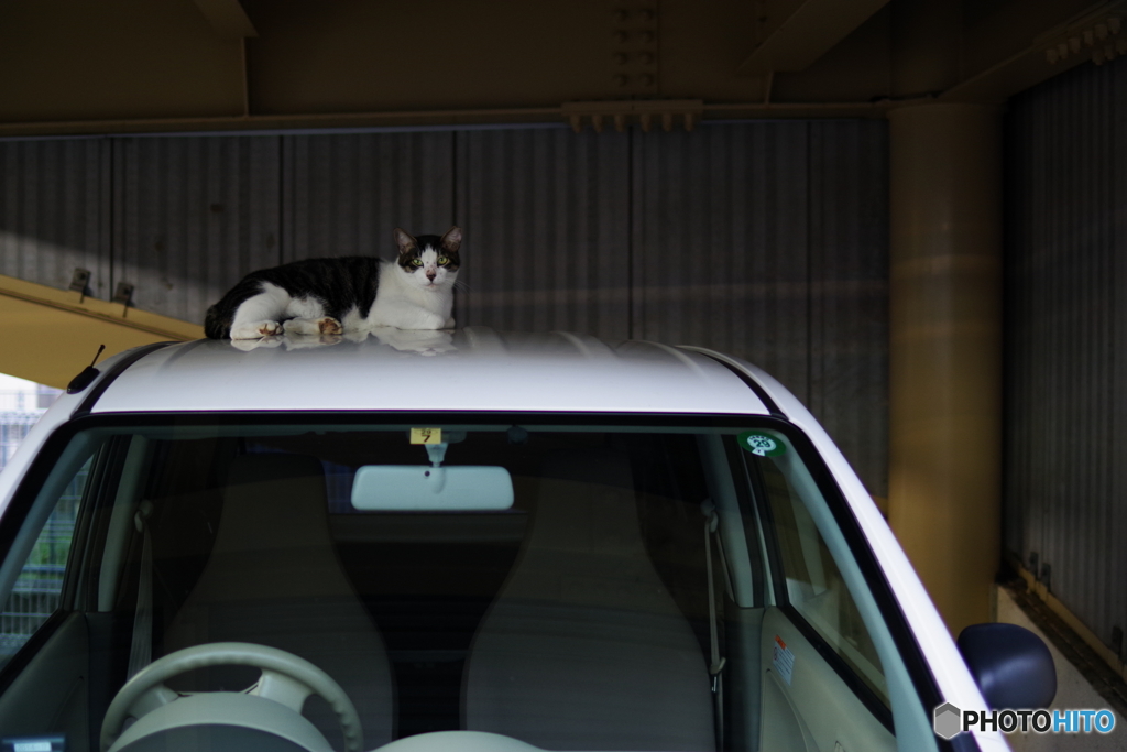 今日のノラ猫さん 8