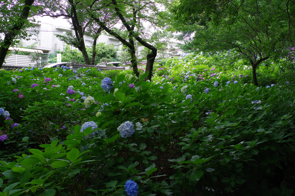 妙楽寺 ほんとに紫陽花だらけ