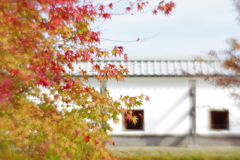 金沢 紅葉 オールドレンズ散歩 (41)