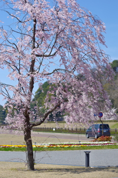 兼六園 桜 (76)