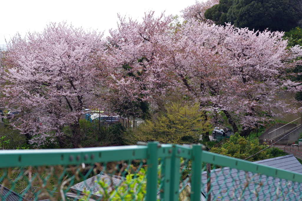 桜散歩 (3)
