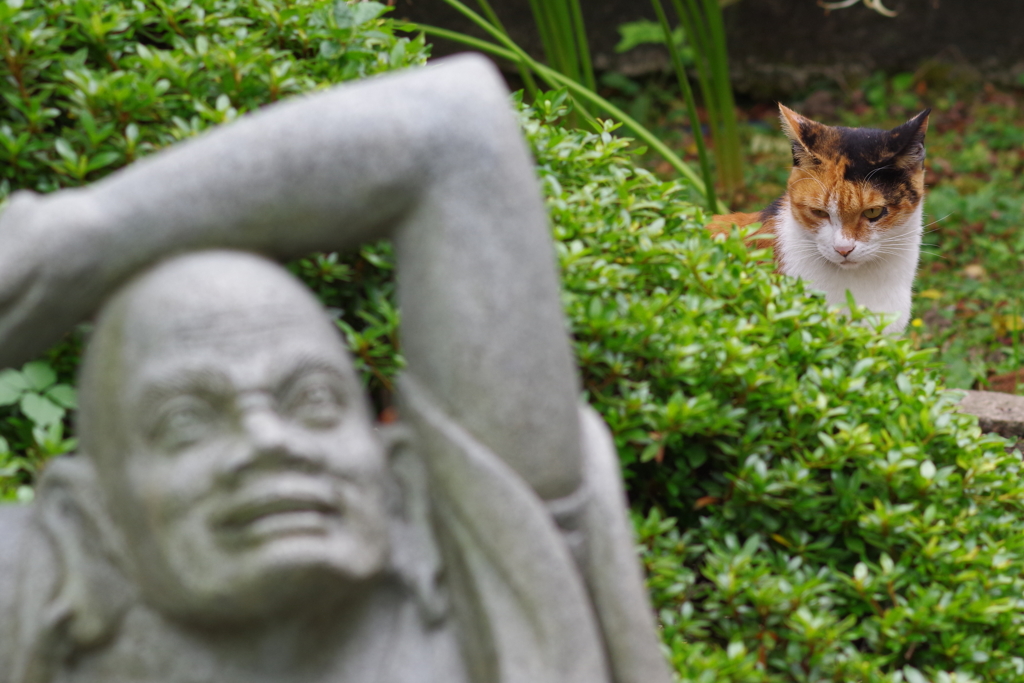 三毛猫と石造　睨む