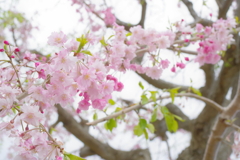 20200405 桜散歩 (3)