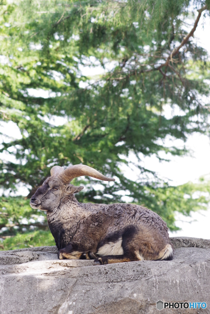 金沢動物園 菜の花 (19)