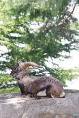 金沢動物園 菜の花 (19)
