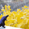 シン・ゴジラ　イチョウに叫ぶ