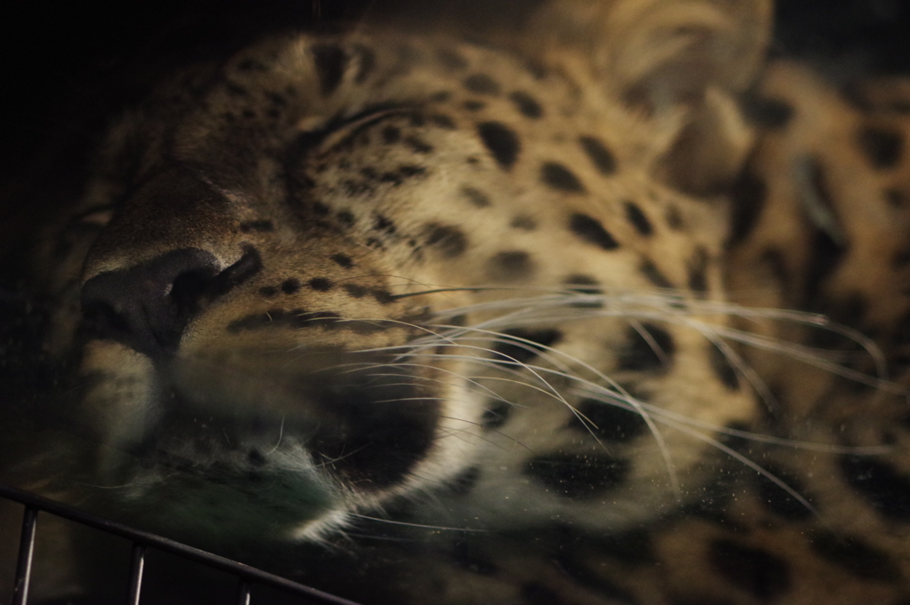 いしかわ動物園 ナイトズー ヒョウも眠たいみたい