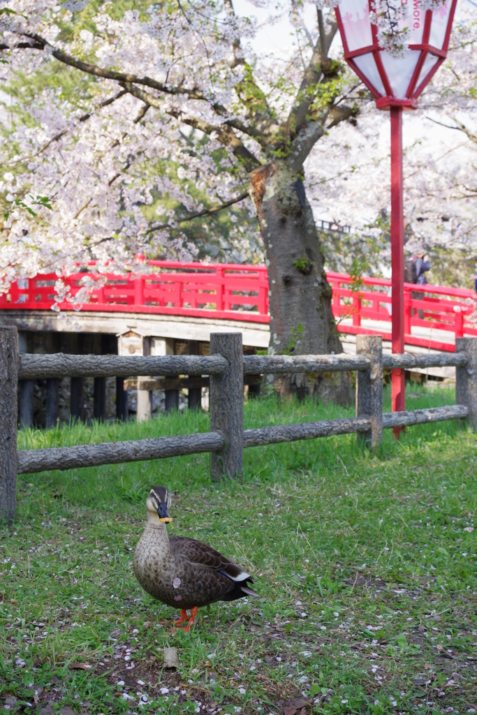 弘前さくら祭り さくらのついた鴨