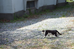 いつもの西洋館ぶらぶら　散った桜とノラ猫さん