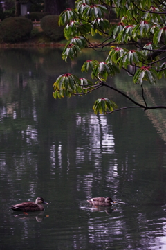 早朝の兼六園 (4)