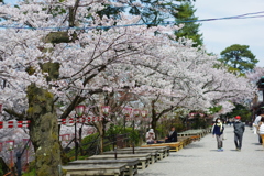 兼六園 桜 (37)