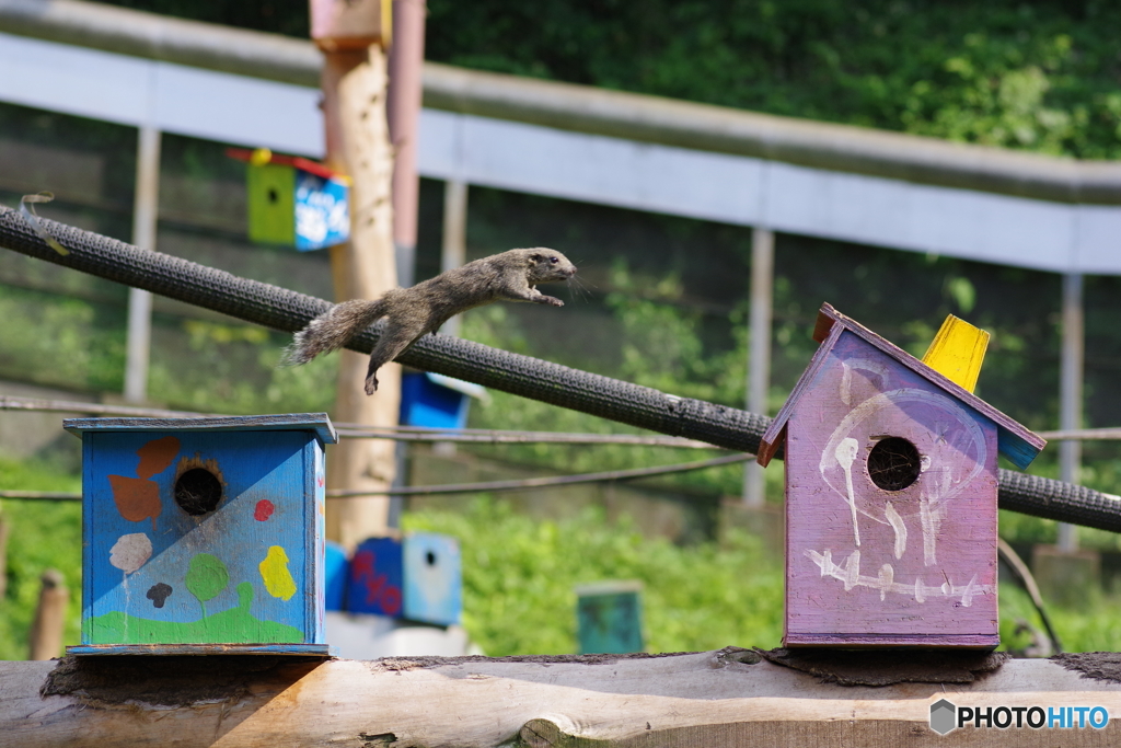 町田リス園 (11)