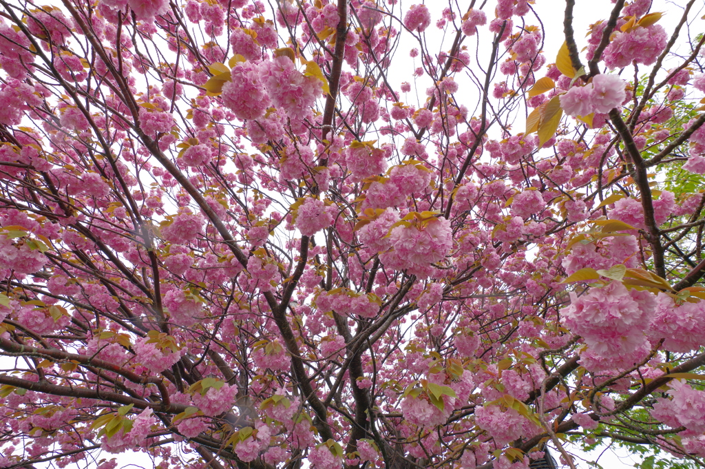 能登半島ドライブ 輪島 桜