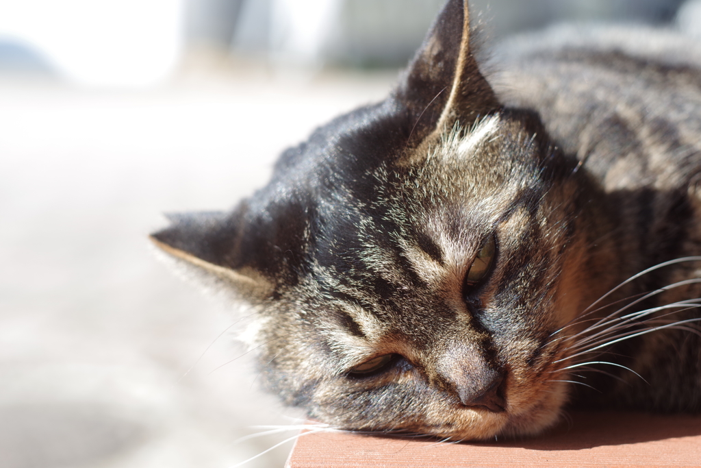 近所散歩 cosina 50mm f2