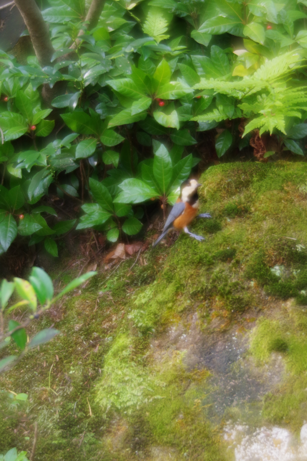 金沢紅葉 ソフトフォーカスレンズで散歩 (8)