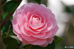 金沢動物園 菜の花 (17)
