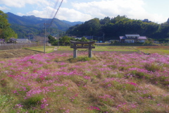 臼杵大仏 周辺　謎の鳥居