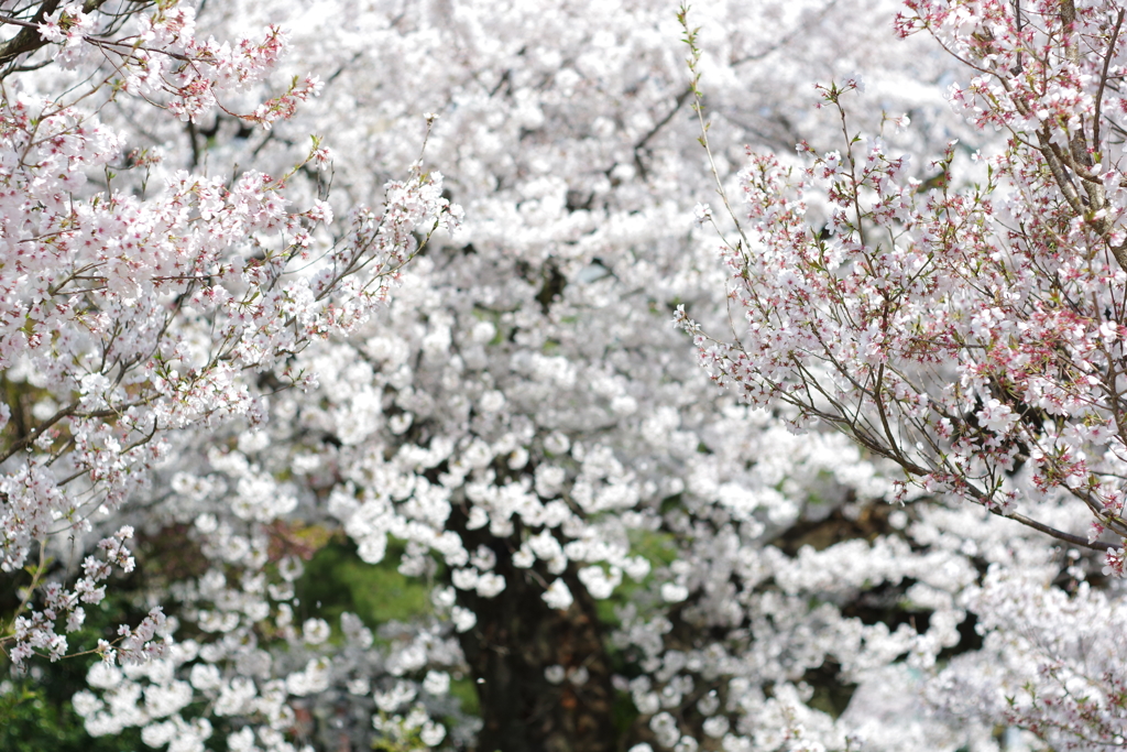 2020 兼六園　花を愛でる ペトリ50mm f1 (8)