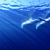 八景島シーパラダイス 光を浴びるイルカ