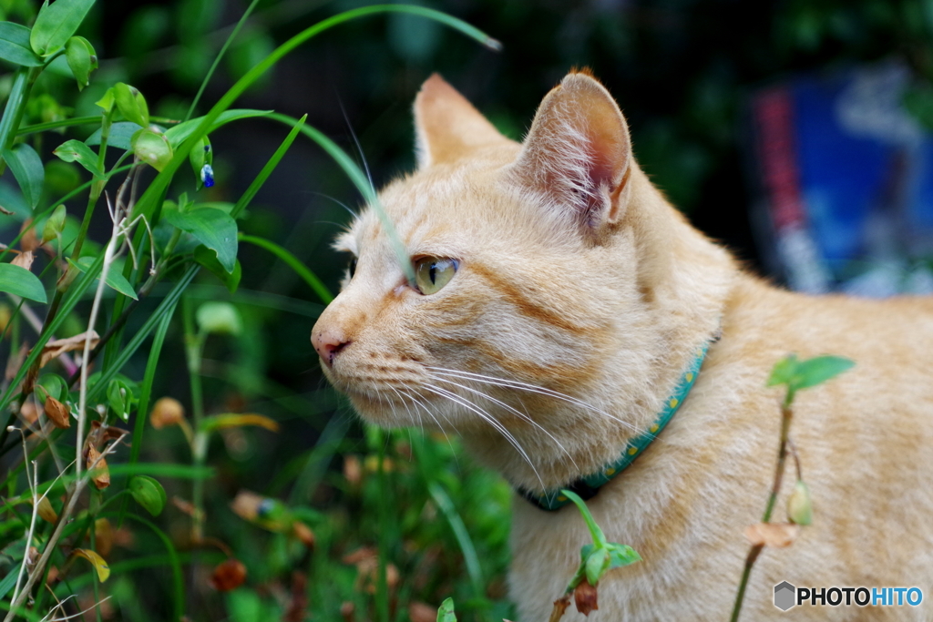 野良猫　TESSAR 50mm F2.8 (6)