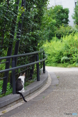 今日のノラ猫さん 14　後姿