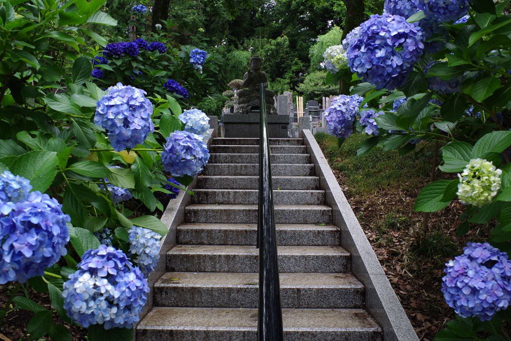 妙楽寺 紫陽花と仏様