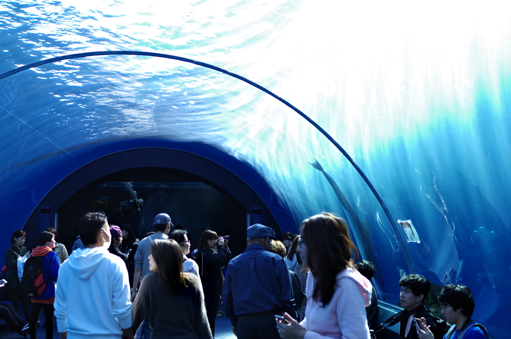 八景島シーパラダイス イルカのトンネル