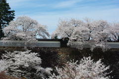 金沢城跡 桜散歩 5000円のレンズで撮ってみる (1)