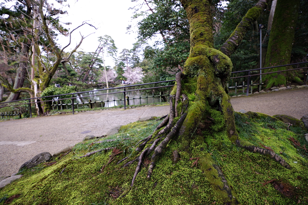 金沢 兼六園