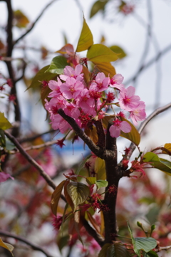 20200405 桜散歩 (24)