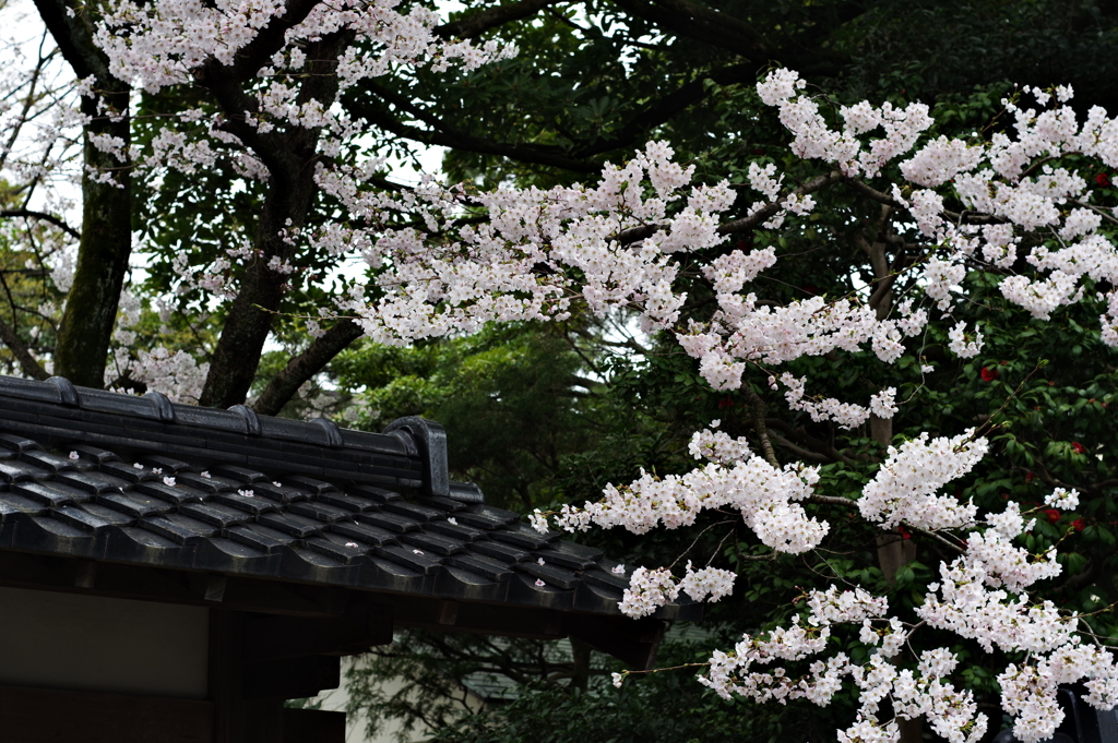 金沢 武家屋敷 桜 日本ですね