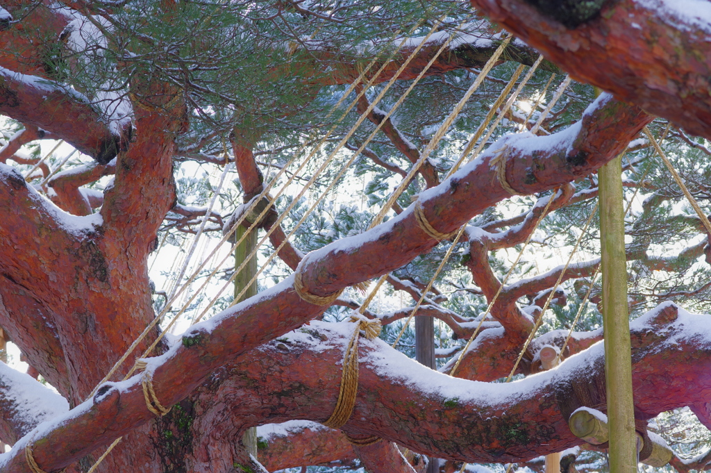 雪の兼六園 (1)