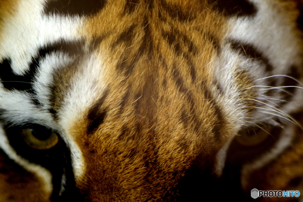 野毛山動物園 見据えるメイメイ