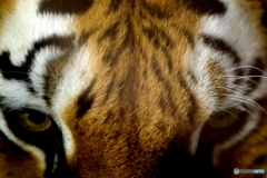 野毛山動物園 見据えるメイメイ