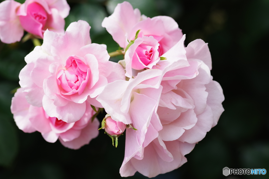 生田緑地 薔薇園 (6)