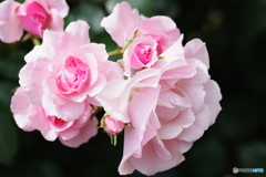 生田緑地 薔薇園 (6)