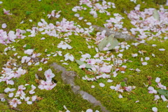 金沢 武家屋敷 桜と苔2