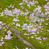 金沢 武家屋敷 桜と苔2