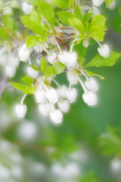 soft focusレンズで三渓園 ドウダンツツジ