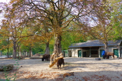 シェーンブルン動物園 自然豊かです