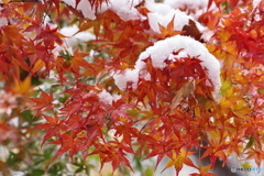 雪と紅葉 (9)